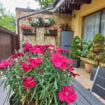 Apartment for rent Casa Edelweiss Brasov
