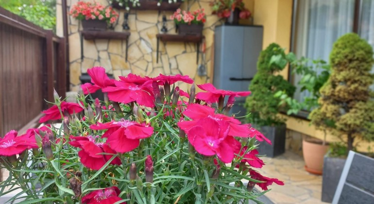 Apartment for rent Casa Edelweiss Brasov